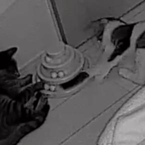 夜中に『カチャカチャ』と謎の物音→家にあるカメラを確認したら、『2匹の猫』が…まさかの光景に「めっちゃオモロイｗ」「なんて可愛いの」