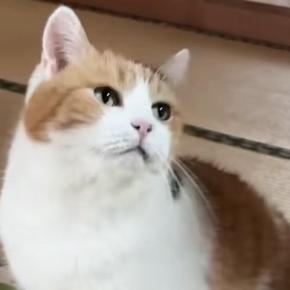 飼い主の帰宅を喜ぶ三毛猫、後をついて回って…頬が緩む『甘えん坊っぷり』に「ちょっと可愛すぎるな」「泣けてくる」と悶絶の声続出