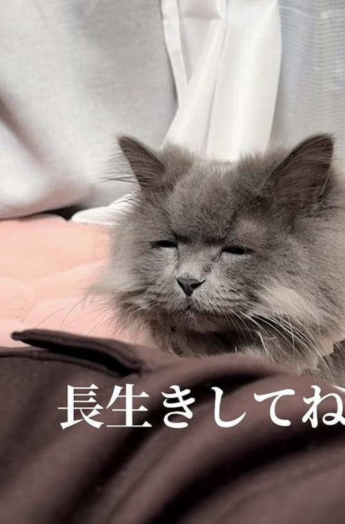「長生きしてね」のテロップ写真3