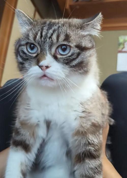 鳴く猫