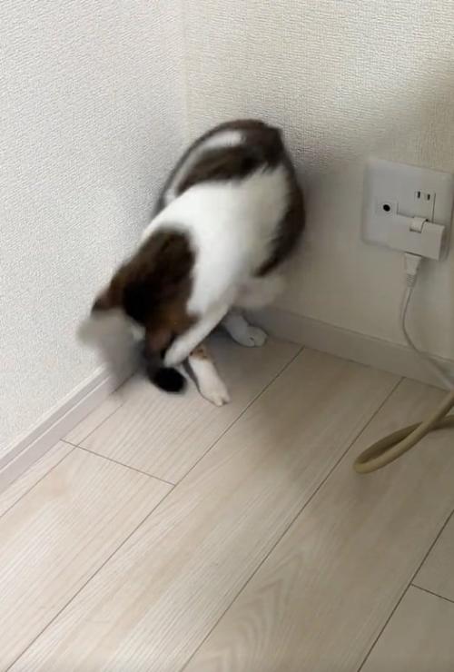 再度しっぽを掴む猫