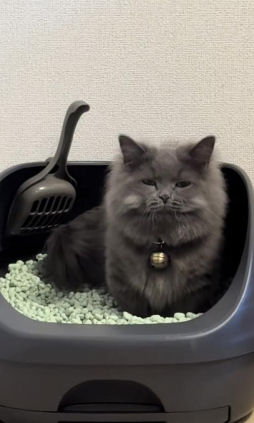 猫がトイレしている写真