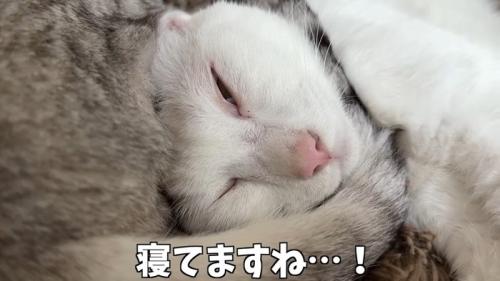寝てますね…!