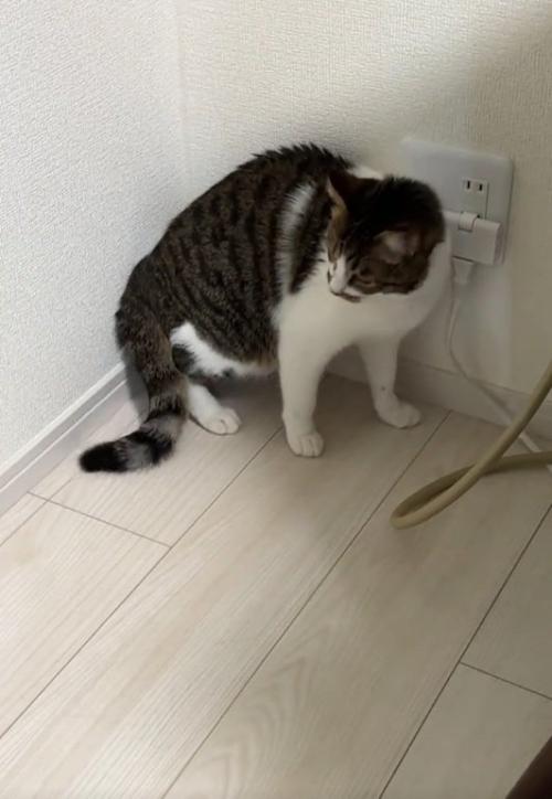 壁沿いにいる猫