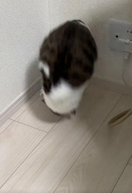 前転する猫