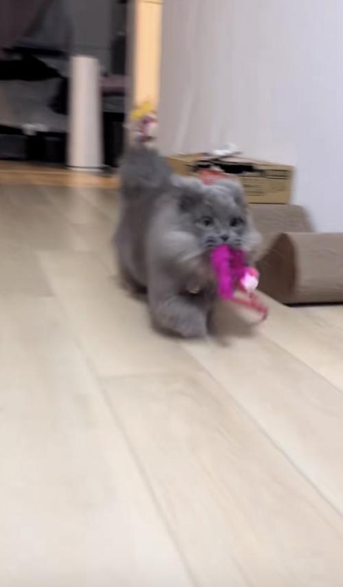 猫がおもちゃを咥えて走る写真