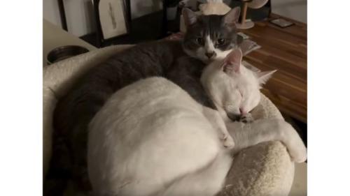 室内にいる猫