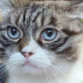 飼い主のお腹の上に乗る猫→体を少し揺らされると…『可愛すぎる反応』に3万3000いいね「演歌上手そうw」「不覚にも吹いてしまった」