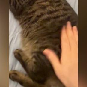 おしりをぽんぽんと叩いてもらってご機嫌な猫→飼い主が『手を止める』と…続けざるを得ない展開に「可愛すぎる」「たまらんわ」と1万いいね