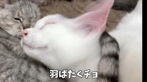 羽ばたくチョ