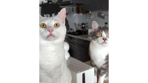 室内にいる猫