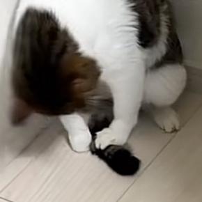 猫が必死になって『自分のしっぽ』を捕まえようとした結果…まさかの光景に2万いいね「柔道の受け身w」「動きが綺麗すぎるw」と爆笑の声