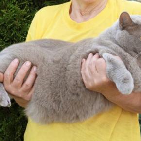 猫の『お腹にたるみがある』理由4つ ルーズスキンの働きや肥満との違いを解説