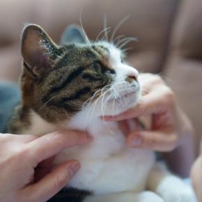 猫との距離を遠ざける『話し方』3つ 嫌がられる理由から安心感を与えるポイントまで