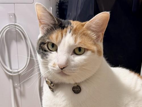 キリっとした表情をする三毛猫の顔のアップ