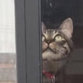 心配そうに窓のほうを見つめる先輩猫→視線の先には『子猫』がいて…驚きの光景が92万再生「一瞬浮いているかと思った」「パントマイムw」