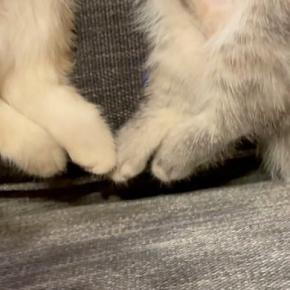 ソファでいっしょに寝ていた2匹の子猫…まさかの『シンクロ』した寝相に「可愛すぎてため息が出る」「たまらないw」と悶絶の声続出