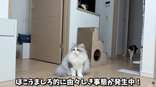 テロップ「ぽこうましろ的に~」