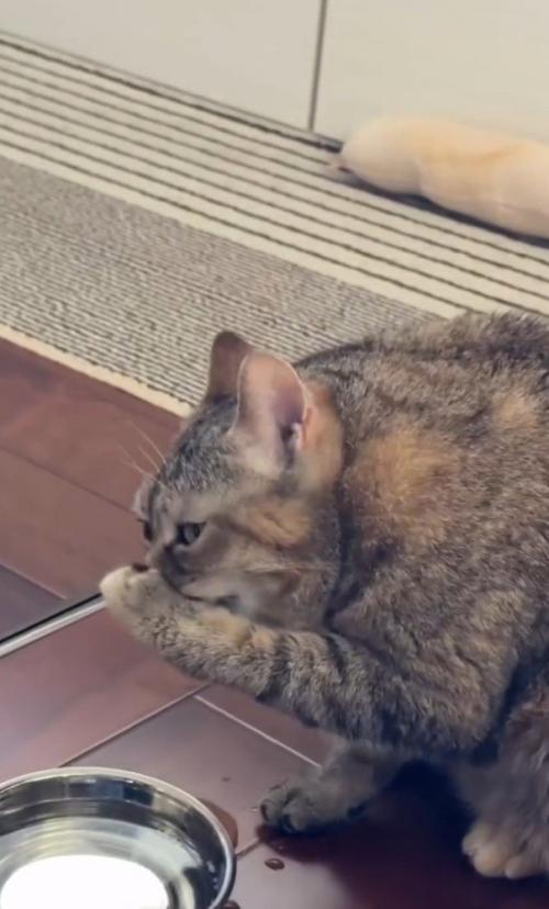 口を手で覆う猫3