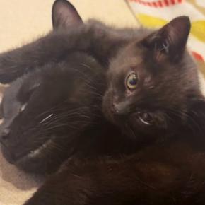 『大好きな先住猫』が眠っていると、子猫がぴったり寄り添い始めて…あまりにも尊い『甘え方』に「可愛すぎて悶絶」「癒されたｗ」と57万再生