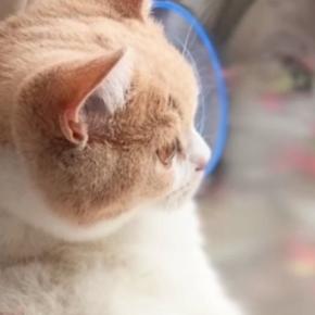 窓辺にいる猫を見ると→あまりの『くつろぎっぷり』に…「確実におっさん入ってるw」「なんて無防備なのw」思わず笑ってしまう光景が47万再生