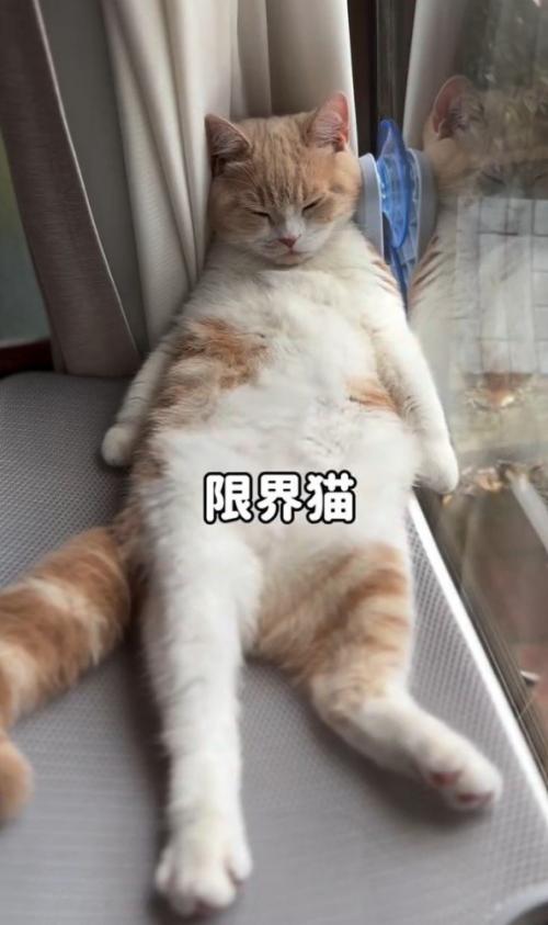 へそ天でくつろぐ猫