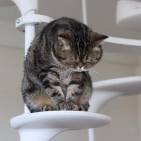 猫が『ごめんなさい』と伝えているときに見せる行動3つ　隠されている心理や上手な受け止め方まで