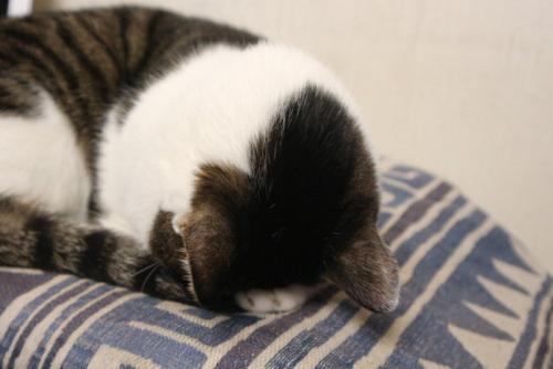 ごめん寝する猫