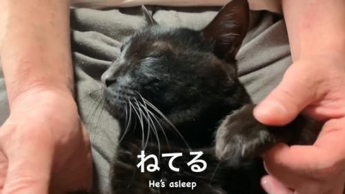 眠る猫