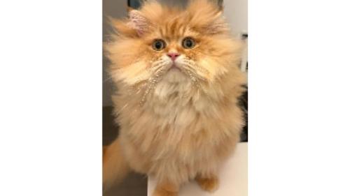 寝癖が付いた猫