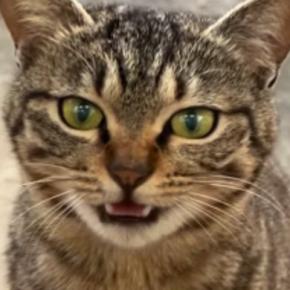保護できなかった野良猫と半年ぶりの再会→まさかの『妊娠』が判明して…129万再生された『感動の物語』に「映画にできそう」「最高の結末」