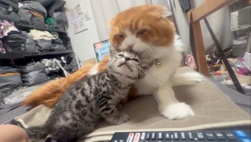 目を細める子猫