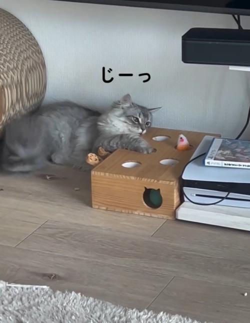 穴に手を入れる猫