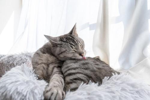 毛づくろいをするサバトラ猫