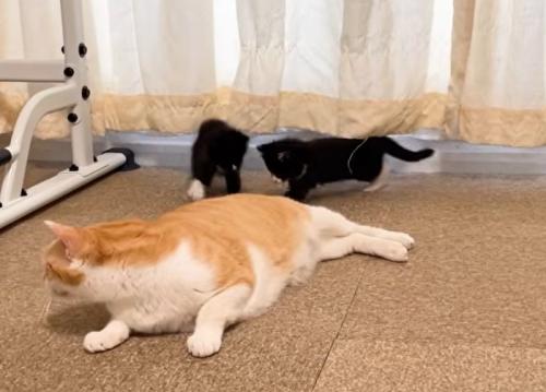 上半身だけあげて横になる猫と猫の尻尾に集まる2匹の子猫