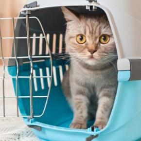 猫を迎えた初日に『するべきこと、すべきでないこと』　良い関係を築いていくために