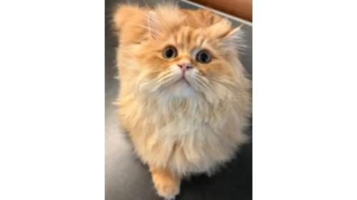 室内にいる猫