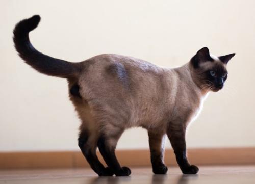 猫のしっぽ