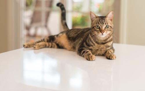 リラックスした猫1