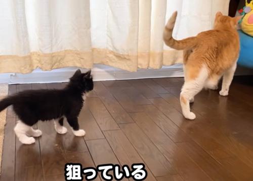 猫の後をついていく子猫(狙っている)