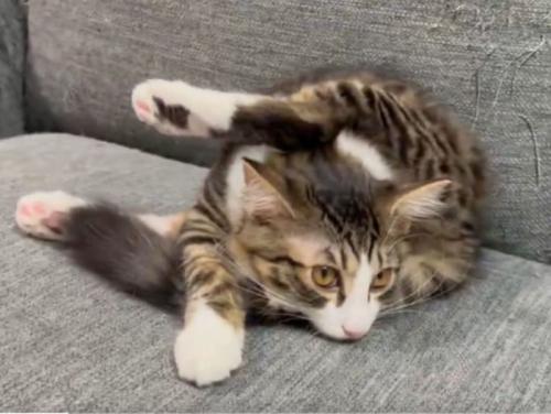 ソファでまどろむ子猫の不思議なポーズ
