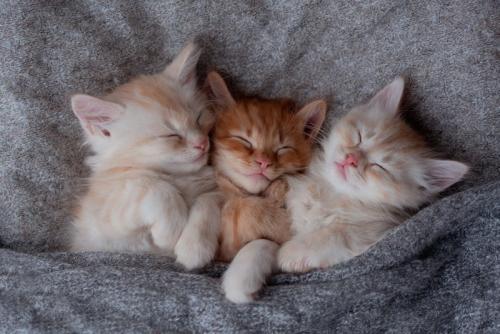 3匹の子猫