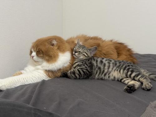 寄り添う成猫と子猫