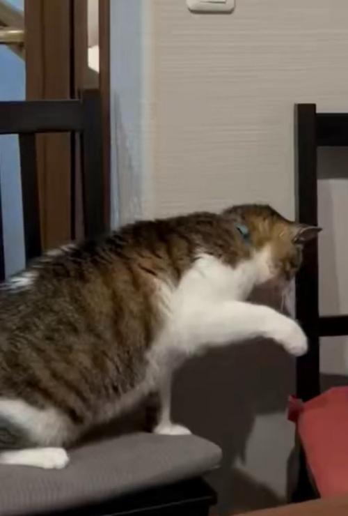 手を出す猫