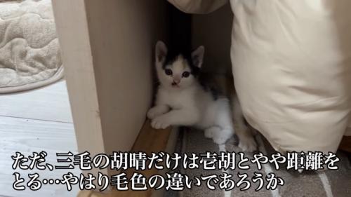 三毛の子猫