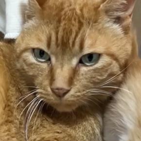 10年間の外暮らしを経て家猫になり1か月半→5匹の『保護子猫』がやってくると…驚きの『神対応』に「もうお父さんｗ」「産んだみたいなｗ」