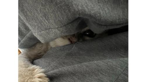 抱かれている猫