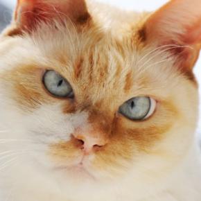 猫のアピールを『無視しつづけてはいけない』理由4つ　健康に与えるリスクや適切な接し方