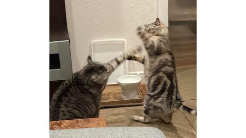 室内にいる猫