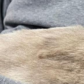 トライアル中の保護猫→家に来てまだ『2日目』なのに…涙が出るほど尊い『まさかの行動』に1万いいね「顔が見えないｗ」「お幸せに」